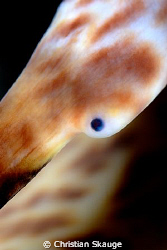 Close-up of a conch's eye. Nikon D200 in Nexus housing, 1... by Christian Skauge 